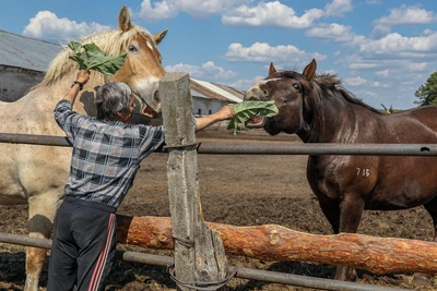 Власти о вывозе лошадей с конного завода в Нижегородской области