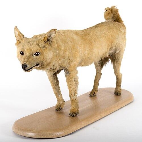 Чучело собаки кури | Источник: Kane Fleury/Kane Fleury - Otago Museum