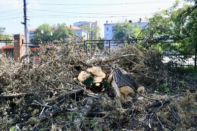 Челябинцы увидели вырубку у парка Гагарина