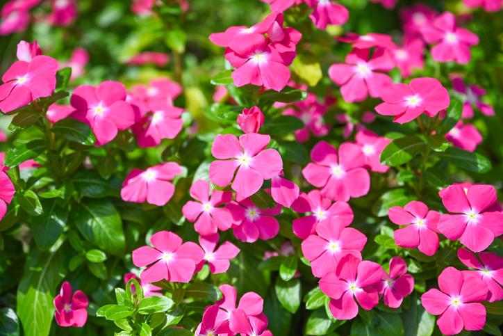 Не упустите момент: 6 цветов для яркого сада, которые еще не поздно посадить в июле