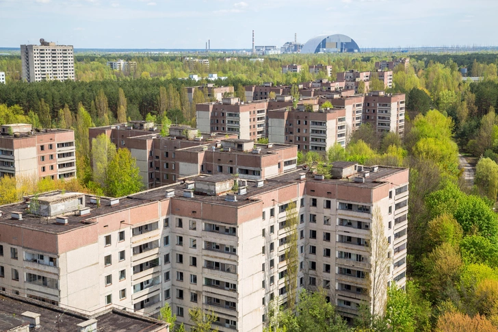 Все показатели в норме. Назван вид, которому хорошо живется в Чернобыльской зоне отчуждения