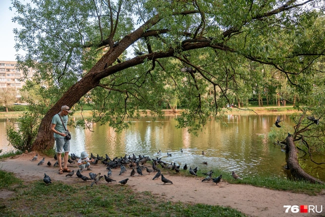 Еще один парк с прудом находится в Красноперекопском районе | Источник: Александр Куренной / 76.RU
