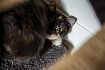 Ветеринар назвал домашние опасности для кошек