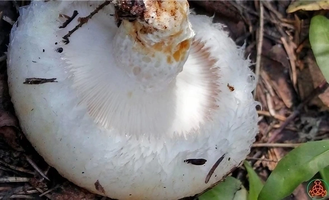 Как вам такой красавчик?  | Источник: «Грибы. Грибники Омска и Омской области» / Vk.com