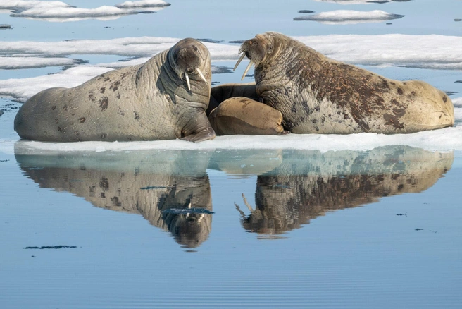 Снимок стал одним из победителей конкурса | Источник: Richard Rothstein / Ocean Conservancy Photo Contest 2026