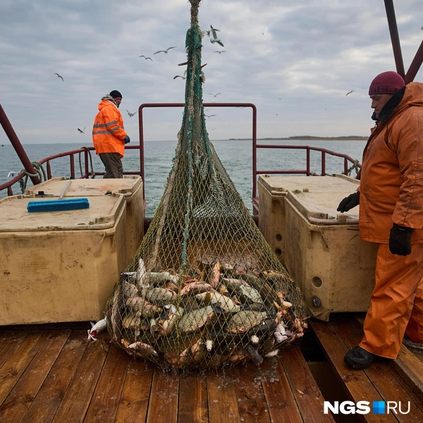 В конце зимы, когда под толстым слоем льда рыбе едва хватает воздуха, сазана и вовсе поймать проще простого: он опускается к самому дну и замирает | Источник: Александр Ощепков / NGS.ru