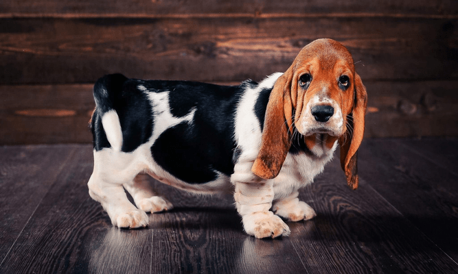 Quiz: Сможешь ли ты угадать непопулярные породы собак? 😋