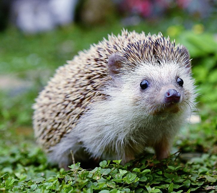 iStock
