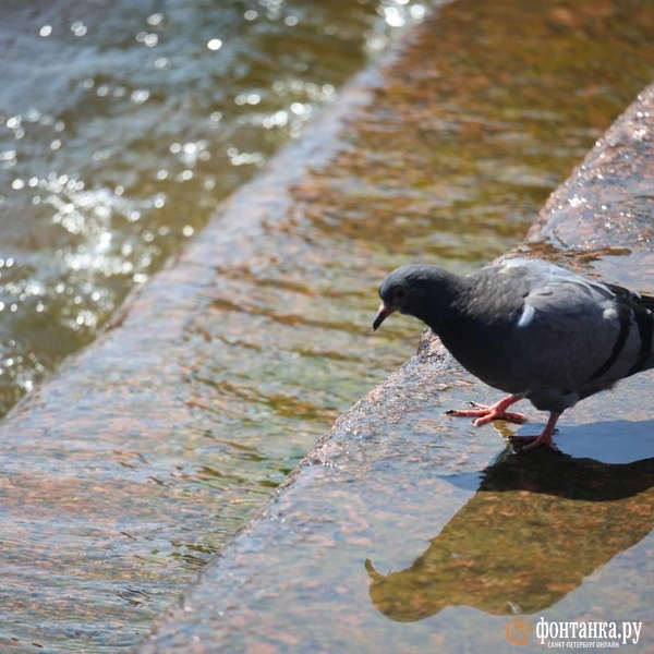 Источник: Валентин Егоршин / «Фонтанка.ру»