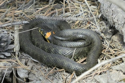 Проснулись ядовитые змеи в Тюменской области
