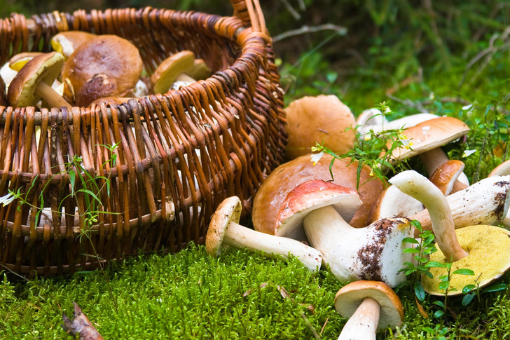 Почему запрещено собирать грибы в високосный год