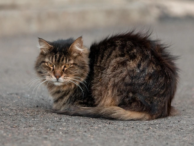 Серьёзный пушистый «главный по району» в Брагино готов выслушать все жалобы | Источник: Александр Куренной / 76.RU