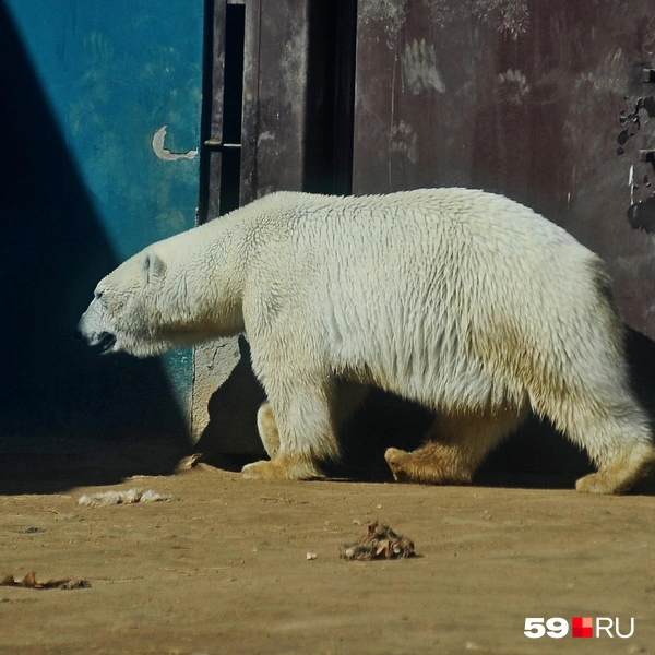Пока мы были внутри, снаружи вдоль стены беспокойно ходила Мила | Источник: Ирина Тропина / 59.RU