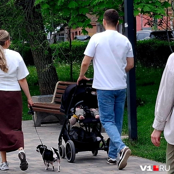 А здесь получилось собрать «комбо» из коляски и собаки | Источник: Тимофей Крылов / V1.RU