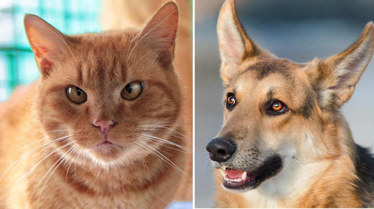 Котопёс недели: возьмите из приюта жизнерадостного пса Тедди или мурластого кота Апельсина
