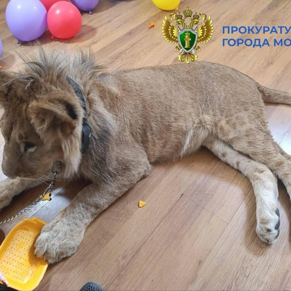 Прокуратура заинтересовалась необычными фотосессиями в Москве и наведалась в дом со львами | Источник: ПРОКУРАТУРА МОСКВЫ