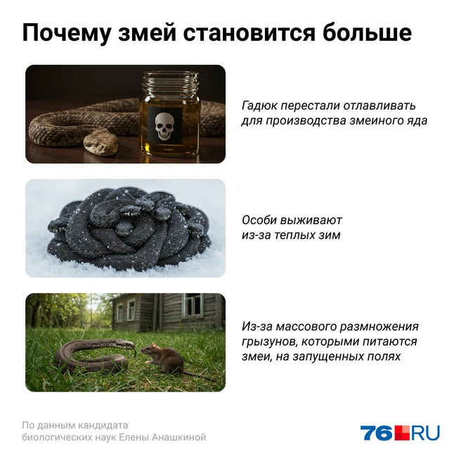 Змей становится больше | Источник: Евгения Бикунова / Городские медиа
