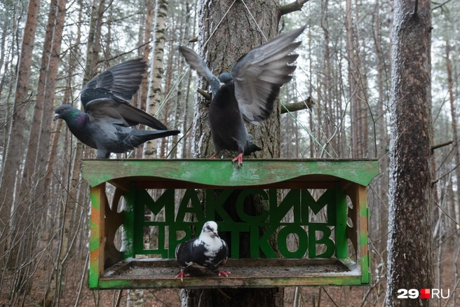 Источник: Иван Митюшёв / 29.RU