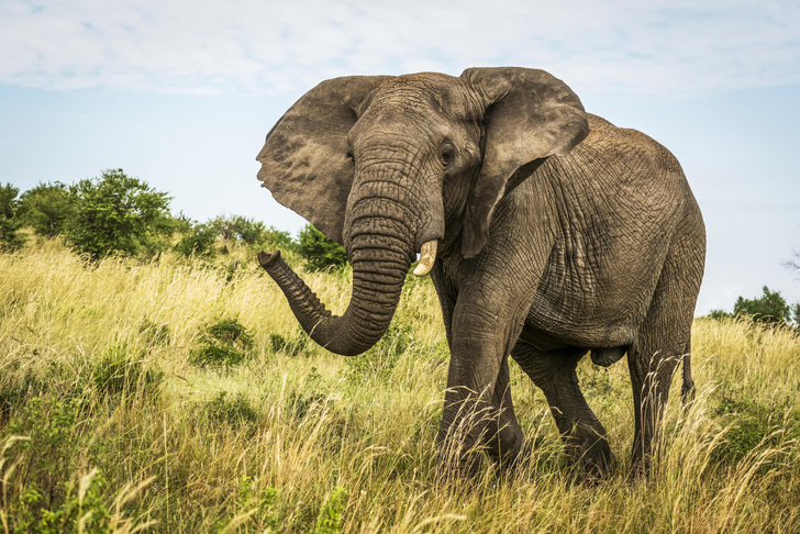 Трубный глас в саванне: зачем слоны называют друг друга по именам?