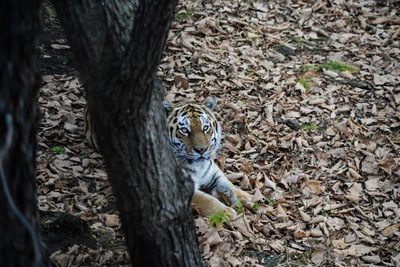 Young Amur tigers play on Primorye road caught on video