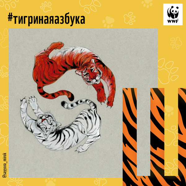 Фото №25 - Тигры от А до Я: WWF России и Woman.ru выпустили карточки об амурском тигре