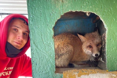 Лису с окраины Иркутска поймали и увезли в зоопарк