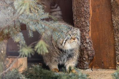 Pallas's Cat Boris Hides, Sparks Concern in Krasnoyarsk