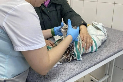 Старушка из Усолья постирала кота: как спасли