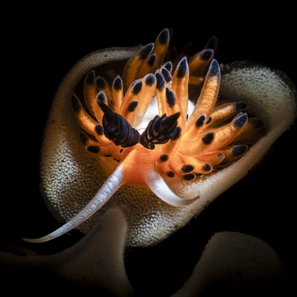 Второе место в номинации «Портфолио» | Источник: Giancarlo Mazarese / Ocean Photographer of the Year 2025