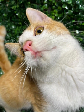 Котенку 7 месяцев | Источник: «Наследие Бастет» / «ВКонтакте»