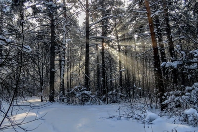 Мэрия Кемерова нарушила закон при вырубке реликтового бора