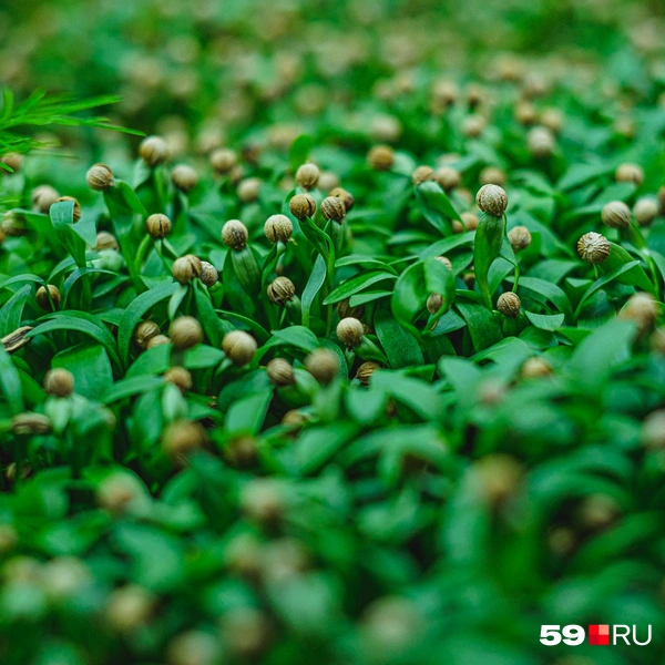 Еще немного зеленушечки. Это кинза | Источник: Тимофей Калмаков / 59.RU