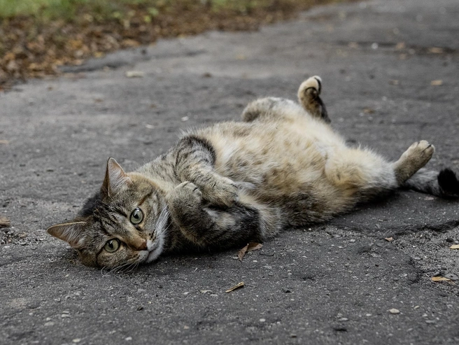 Котам, кажется, комфортно отдыхать где угодно, даже посреди тротуара на улице Майорова | Источник: Александр Куренной / 76.RU