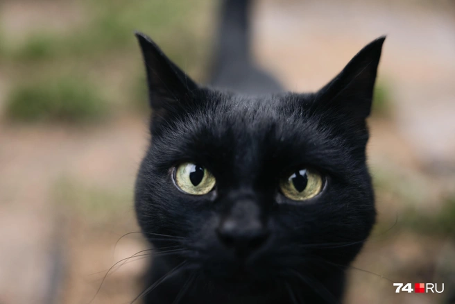 Только не поддавайтесь этим милым глазкам. Поверьте, он кричал громче собаки и буквально кидался на нас | Источник: Наталья Лапцевич