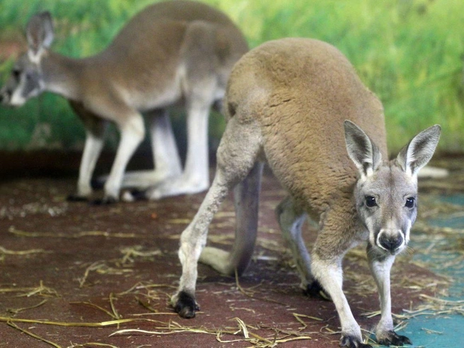 Источник: зоопарк «Лимпопо»