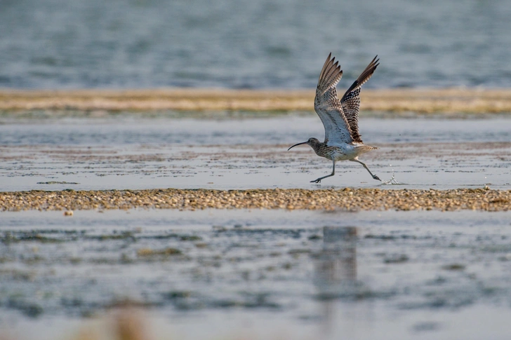 Средний кроншнеп (Numenius phaeopus) | Источник: Shutterstock/Fotodom.ru