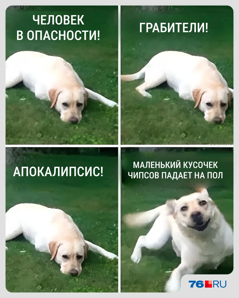 У собаки в этот момент включается режим пылесоса | Источник: Городские медиа