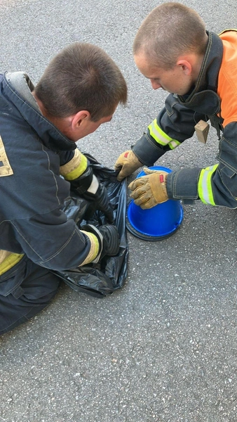 В Мурино из детского сада выдворили незваного гостя. Он шипел и был гадом | Источник: ГКУ «ЛЕНОБЛПОЖСПАС»