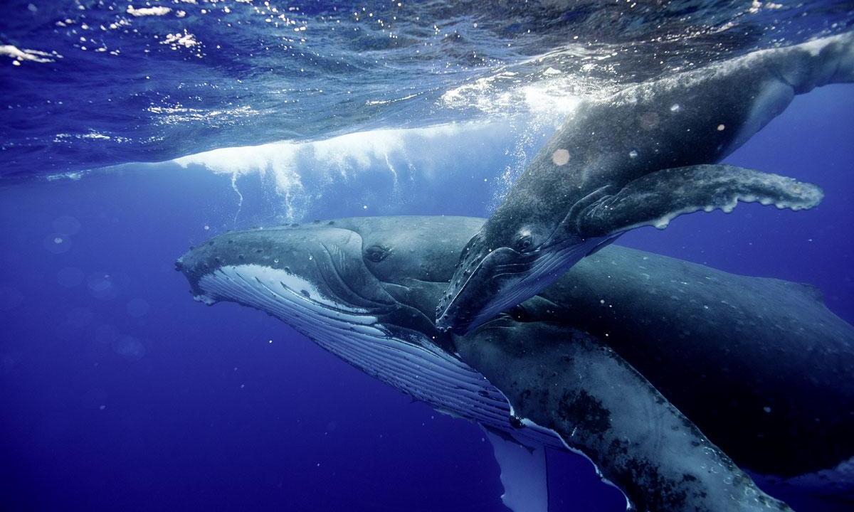 Киты водятся в море. Тихий океан киты. Горбатый кит. Кит в море. Морские обитатели кит.