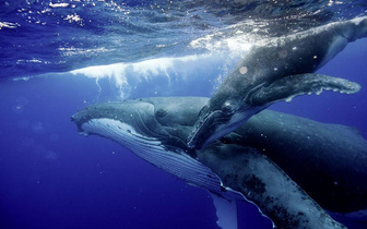Замечательный сосед: как жители маленького острова в Индийском океане научились жить в гармонии с китами