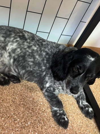 Елизавета ждет выписки хозяина | Источник: https://vk.com/depzdravyanao89