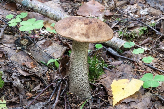 Подберезовик сложно перепутать с другими грибами | Источник: mycology.su