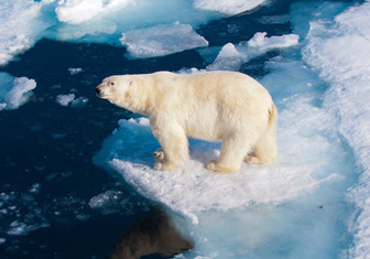 Углерод не виноват: озвучена новая версия, почему в Арктике стремительно меняется климат
