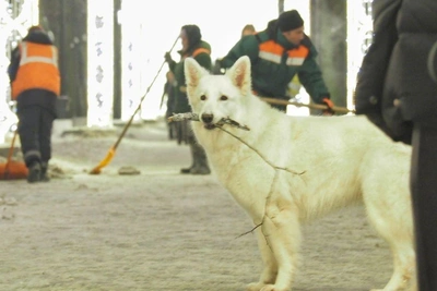 Cyclone brings snow and frost to St. Petersburg