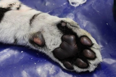 Амурские тигры в Казани готовы к просмотру