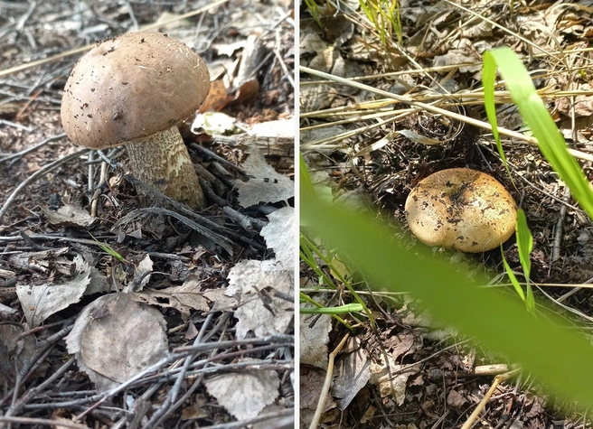 Омичка собрала около 10 литров грибов | Источник: Людмила Дегтярева / «Грибы. Грибники Омска и Омской области» / Vk.com