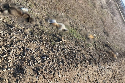 В Волгограде нашли трупы четырех изувеченных собак