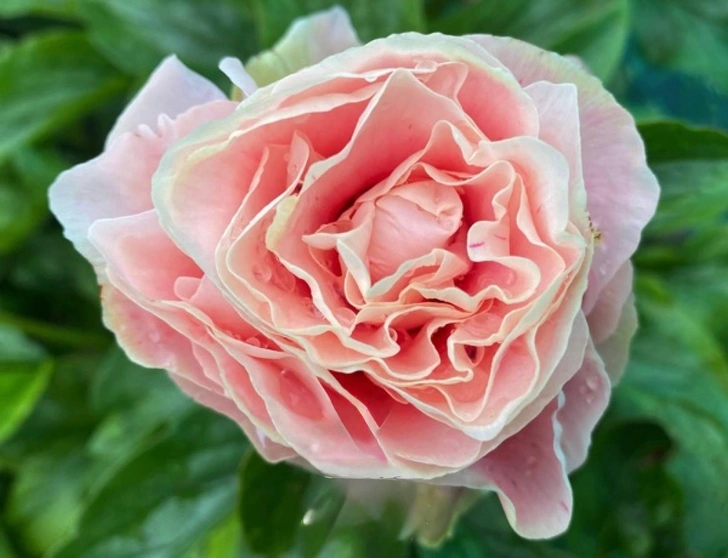 Пион «Tini Keeman» | Источник: Octirium