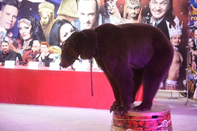 Хищник нанес повреждение большому пальцу правой руки артиста | 142.ru