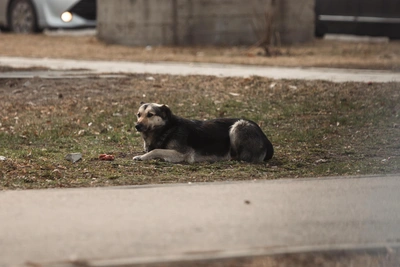 В Братске стая бездомных собак напала на ребенка возле спортцентра «Сокол»